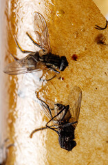 A flock of birds flying in the sky isolated on a white background.