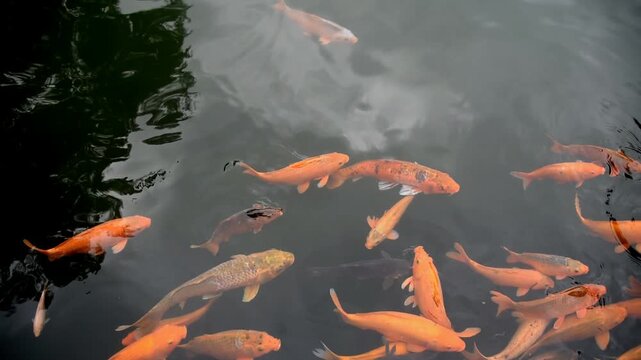 Group of orange,yellow,Koi Fish,swimming at the fish pond