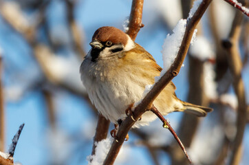 A small brown bird is sitting on a branch covered in snow