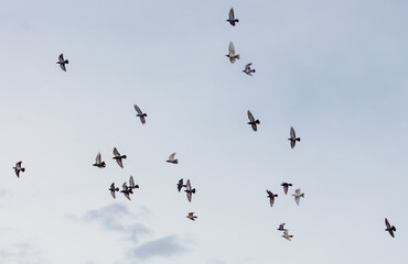 A flock of birds flying in the sky