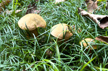 Three mushrooms are on the grass