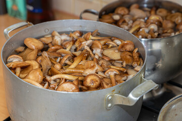 Delicious honey mushrooms in a ceramic plate . Honey fungus (Armillaria mellea) mushrooms in the bowl. Selective focus. Shallow depth of field.Mushrooms in a saucepan.