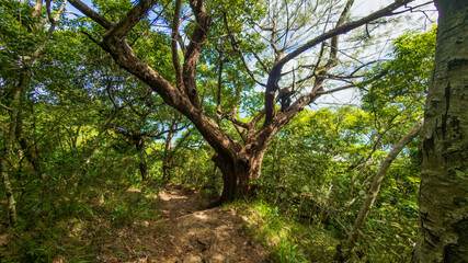 Fototapeta premium Sunlit Hiking Path Through a Dense Tropical Forest in Fiji
