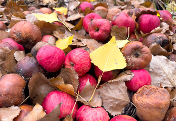 A pile of apples and leaves