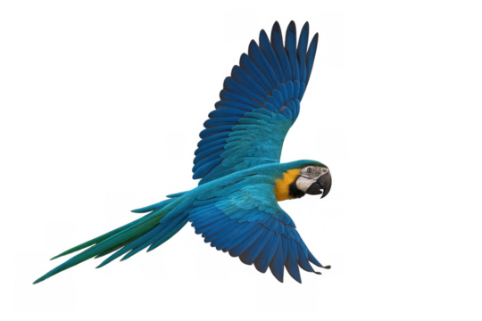 Blue and yellow macaw parrot flying with wings spread, isolated on transparent background, tropical wildlife bird in motion