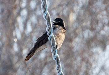 A bird is perched on a wire