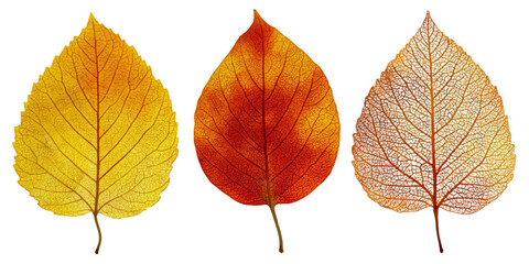 Obraz premium Three autumn leaves displaying a spectrum of fall colors from yellow to red to brown