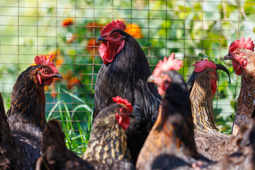 A group of chickens are standing in a pen