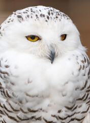 Fototapeta premium A white owl with yellow eyes
