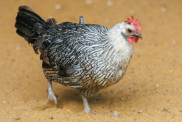 A chicken is walking on the sand