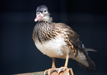 A duck is standing on a wooden platform