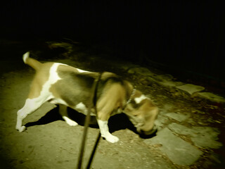 A dog is exploring a dimly lit path at night while on a leash. The dog sniffs the ground, showcasing its curiosity in the serene environment.
