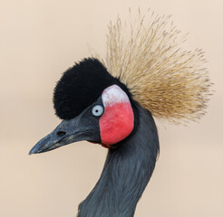 Obraz premium A bird with a black beak and a red and white head