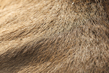 The fur of a brown animal is shown in detail