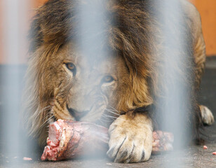 A lion is eating a piece of meat