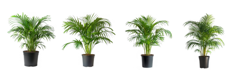 Four potted areca palm plants of varying sizes, isolated on transparent background