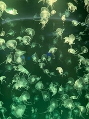 Jellyfish in a glass tank in an aquarium, decorated with multi-colored lights.