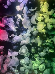 Jellyfish in a glass tank in an aquarium, decorated with multi-colored lights.