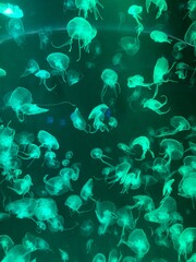 Jellyfish in a glass tank in an aquarium, decorated with multi-colored lights.