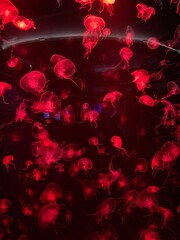 Jellyfish in a glass tank in an aquarium, decorated with multi-colored lights.