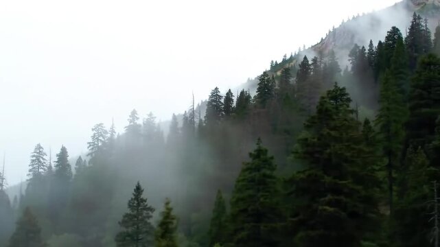 Mystical Forest Scene: Mountainous Landscape Swathed in Ethereal Fog and Lush Greenery