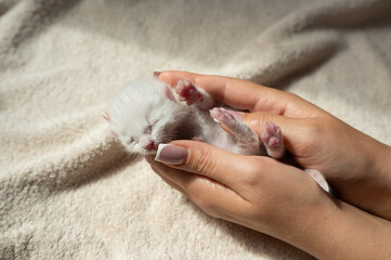 Tender care for newborn white kitten cradled in hands on soft blanket