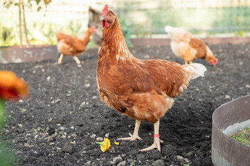 Brown hen in a farm setting with other hens in background