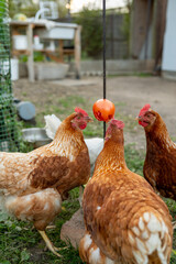 Brown and white chickens pecking at hanging red treat in outdoor enclosure