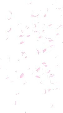 水彩風 右から桜の花びらが舞う[背景白色]縦 Watercolor Spring Series:Cherry blossom petals dancing from the right[White Background]