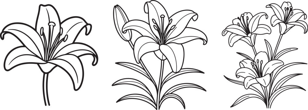 Set of Lily Flower Line Art Illustration, Coloring Book Page Line Art Drawing