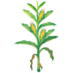 Vibrant Green Corn Stalk with Three Ripe Yellow Ears of Corn Against a Clear White Background Ready for Harvest