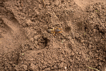 Solitary mole cricket on brown soil surface in natural habitat