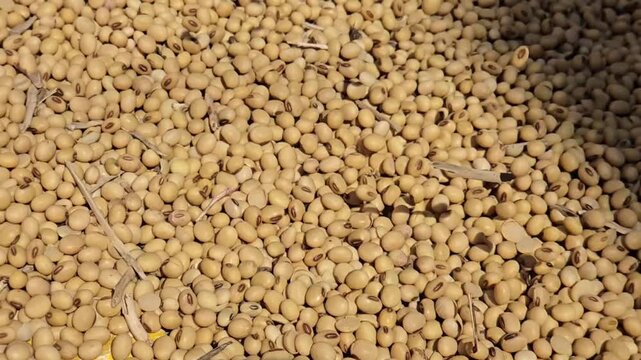 Golden soybeans cascade in sunlight, casting shadows. This "soybean rain" signals they're dry & ready. Uses: food (tofu, soymilk) & feed&mdash;a vital global protein/oil source, powering diets worldwide.