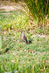 Young Common Starling (Sturnus vulgaris) on green grass. Bird, animal idea concept. Alone starling. Ornithology. 
