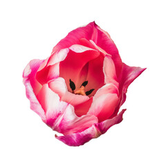 pink tulip flower on white background