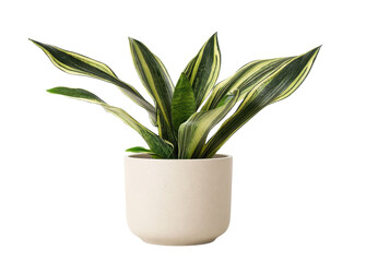 snake plant in pot, isolated on white background.