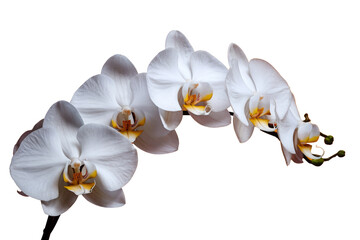 white orchid flowers on white background
