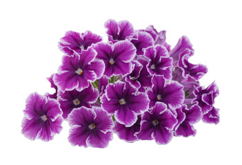purple petunia flowers isolated on transparent background.