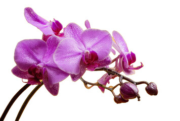 purple orchid flower blossom on white background.
