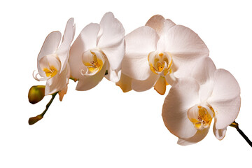 white orchid flowers on white background