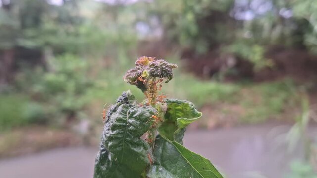 Ants on a Leaf A Detailed Look at Tiny Creatures in Nature's Ecosystem