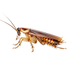 Fototapeta premium brown cockroach, visible legs antennae and wings, cutout, PNG isolated on white or transparent background