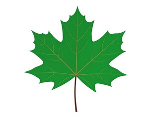 Fototapeta premium Digitally created vibrant green maple leaf isolated against a stark white backdrop