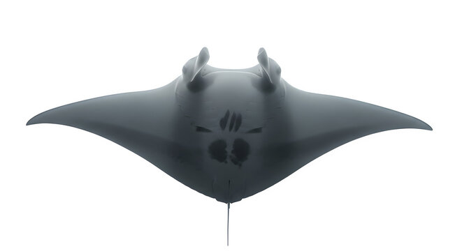 Manta ray swimming gracefully in the deep ocean with a view