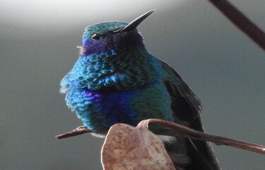 Iridescent blue and purple hummingbird with glossy feathers perched on a twig against soft blurred background. Sharp details highlight its tiny beak and vibrant colors. 