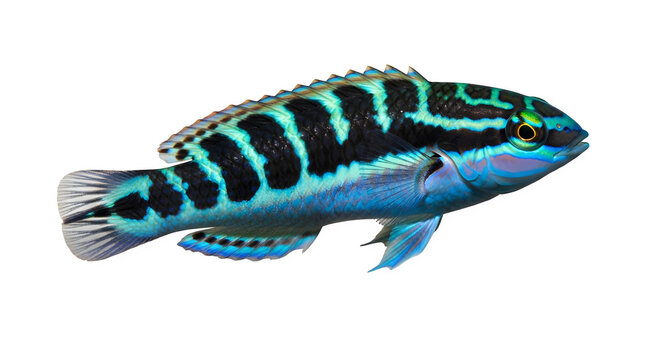 Vibrant blue banded possum wrasse swimming in the dark ocean water depths