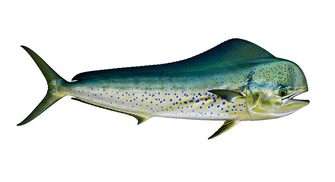 Colorful mahi mahi fish swimming in ocean waters