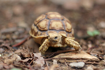 Fototapeta premium African Sulcata Tortoise Natural Habitat,Close up African spurred tortoise resting, cute animal