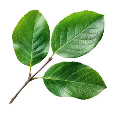 Obraz premium Fresh Green Leaves Branch Springtime Nature Blossom Renewal Vibrant Growth Botanical Close Up Plant