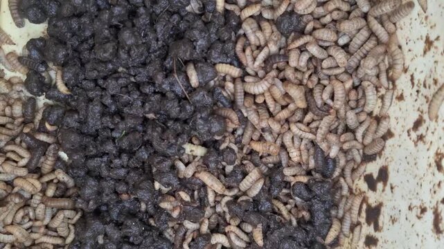 Close-up overhead view of numerous small larvae and dark debris, suggesting insect development or organic waste processing